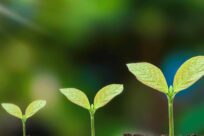 Annuities
